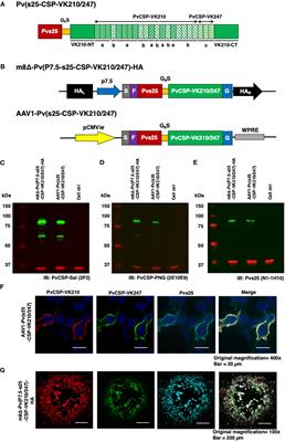 A two-dose viral-vectored Plasmodium vivax multistage vaccine confers durable protection and transmission-blockade in a pre-clinical study